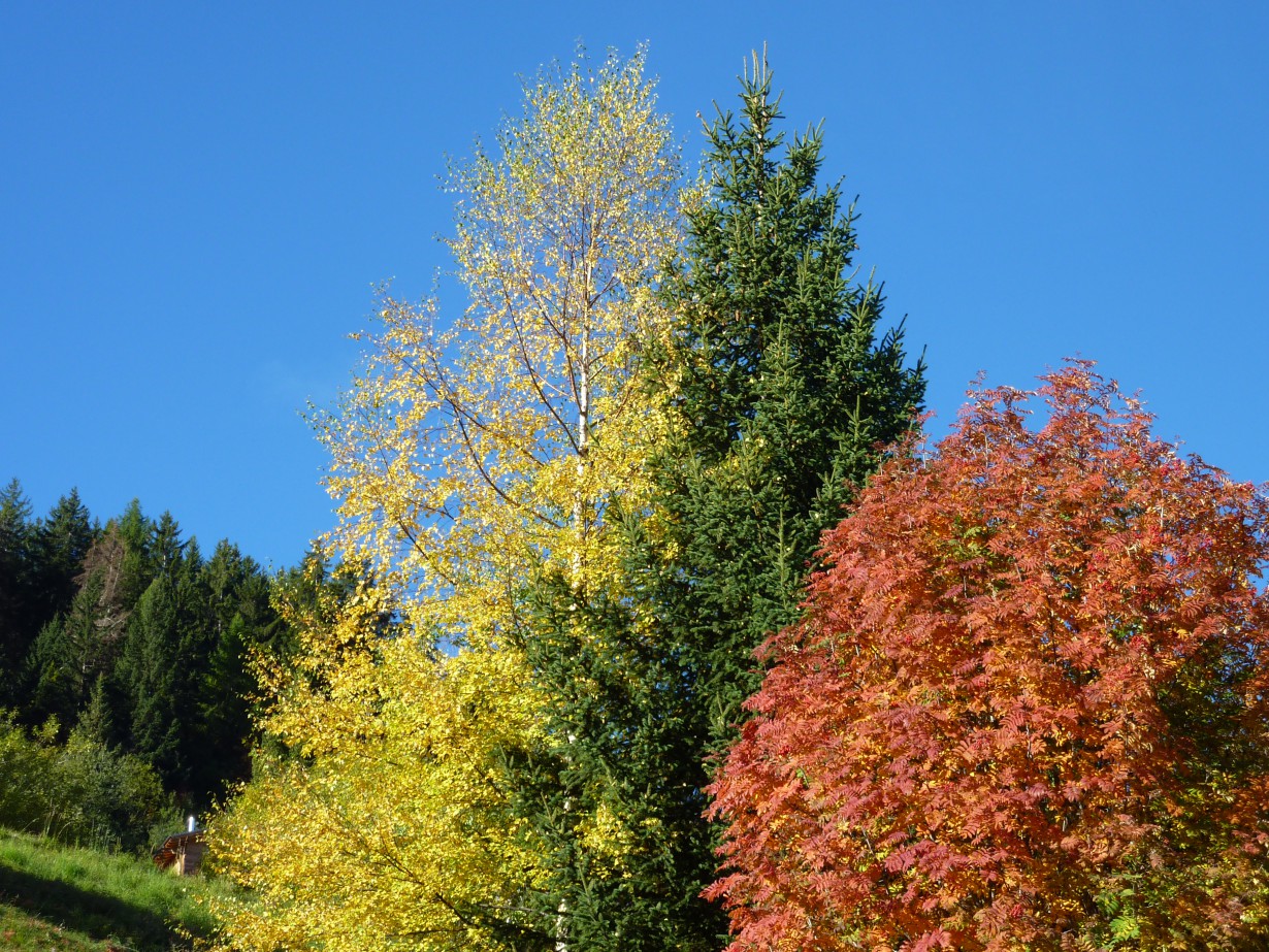 Autumn colours